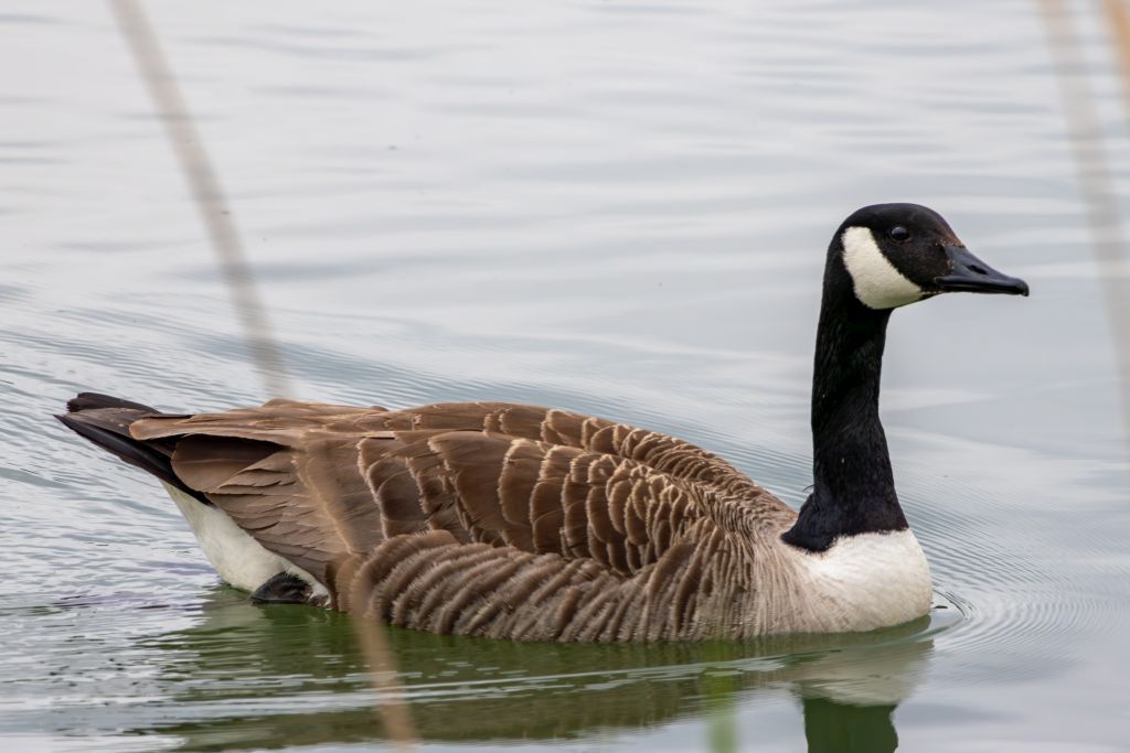 Canada Goose image 2